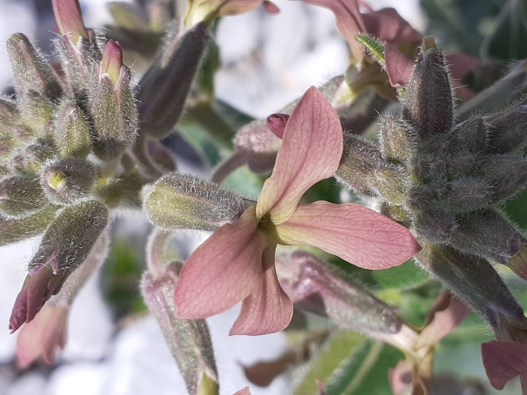 Hesperis laciniata